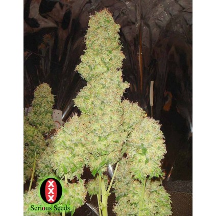 White Russian Serious Seeds 