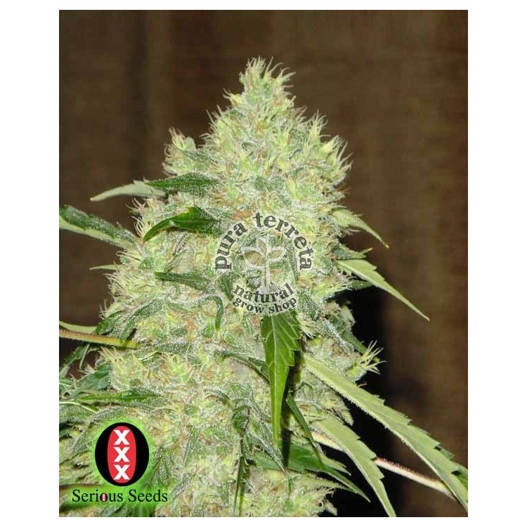 Bubble Gum Serious Seeds 