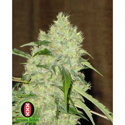 Bubble Gum Serious Seeds 