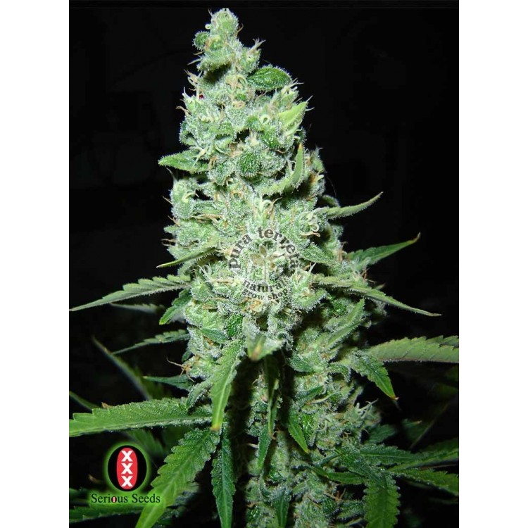 AK-47 Serious Seeds 