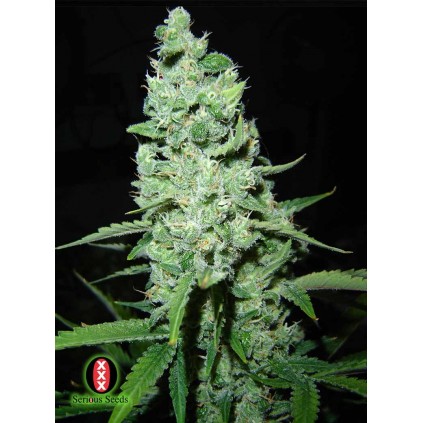 AK-47 Serious Seeds 