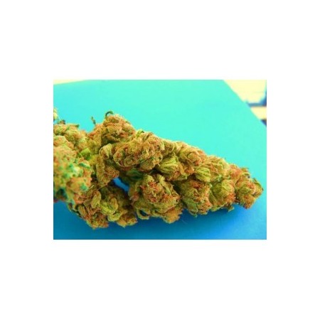 Ciskei The Tropical Seeds