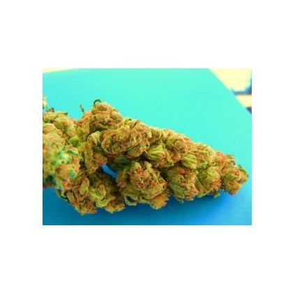 Ciskei The Tropical Seeds