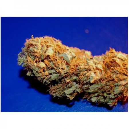 King Congo The Tropical Seeds Semillas