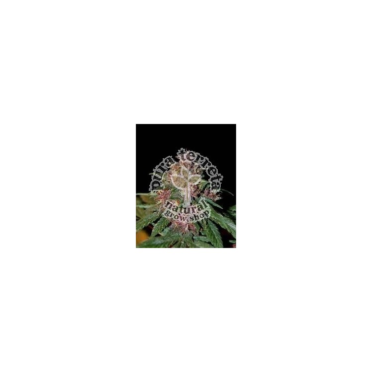 Bisho Purple The Tropical Seeds