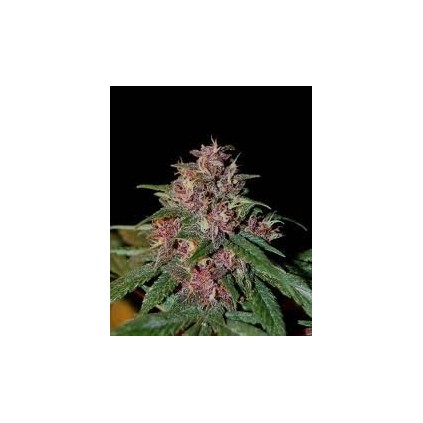 Bisho Purple The Tropical Seeds