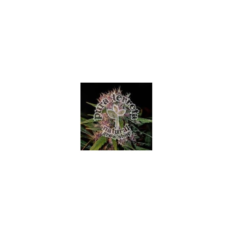 Smooth Smoke The Tropical Seeds Semillas.