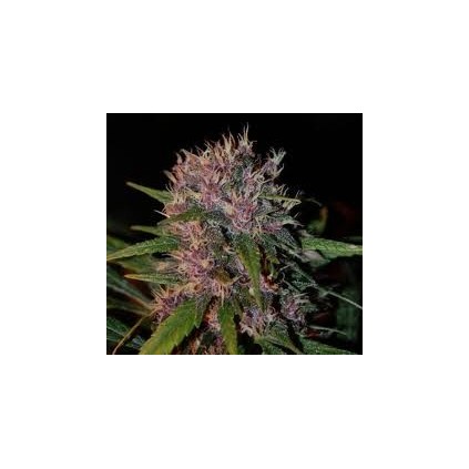 Smooth Smoke The Tropical Seeds Semillas.