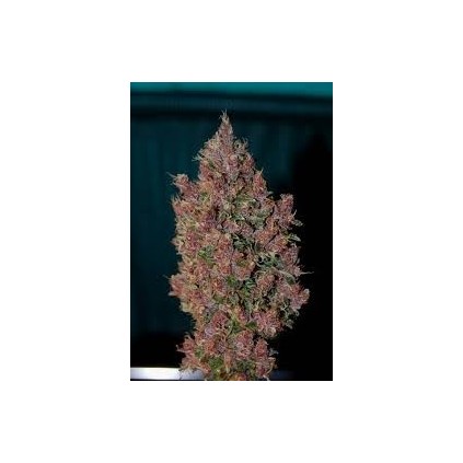 Towerful The Tropical Seeds Semillas.