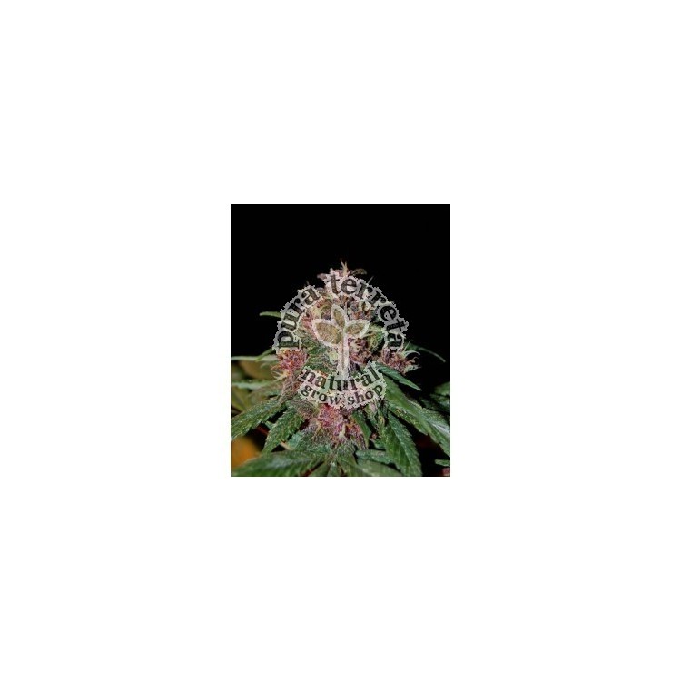 Afrokush The Tropical Seeds Semillas.