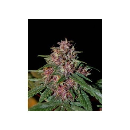 Afrokush The Tropical Seeds Semillas.