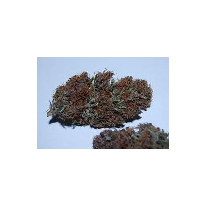 Congolese Kush The Tropical Seeds Semillas.