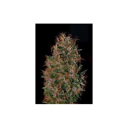 Durbakistan The Tropical Seeds Semillas.