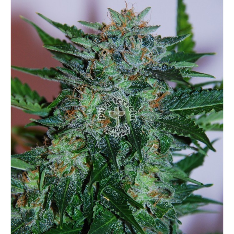 Flash Babylon Auto Samsara Seeds