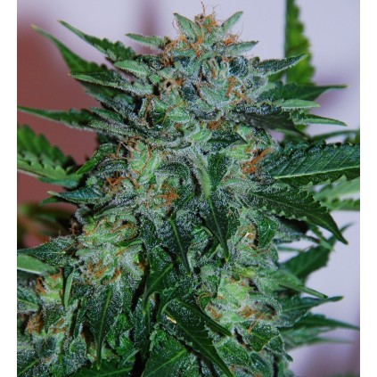 Flash Babylon Auto Samsara Seeds