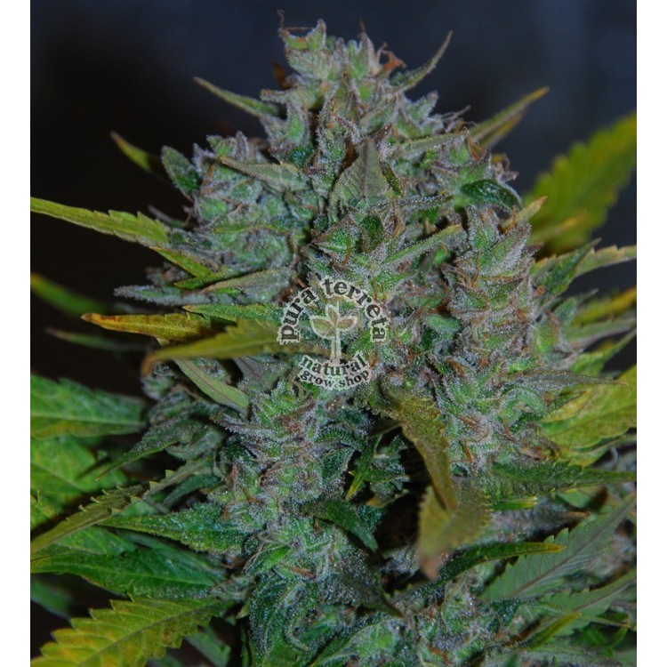 Ultraviolet Auto Samsara Seeds