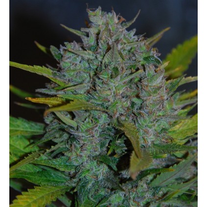 Ultraviolet Auto Samsara Seeds