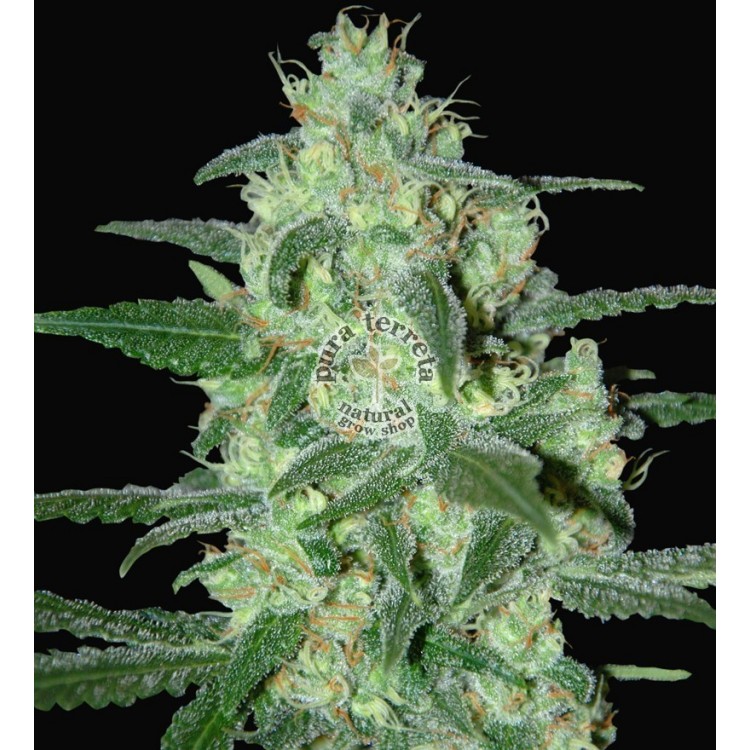 Thunder Bloody Mary auto Samsara Seeds