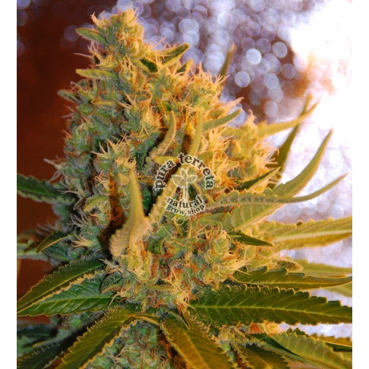 Shot Adrenaline Auto Samsara Seeds