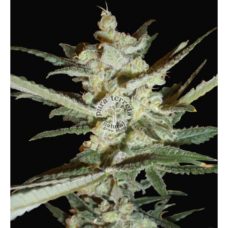 Supersonic Cristal Storm Auto Samsara Seeds
