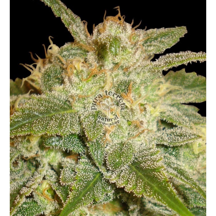 La Bella Afrodita Auto Delicious Seeds