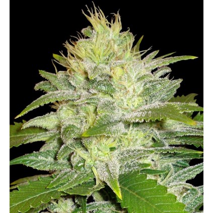 La Musa Auto Delicious Seeds 