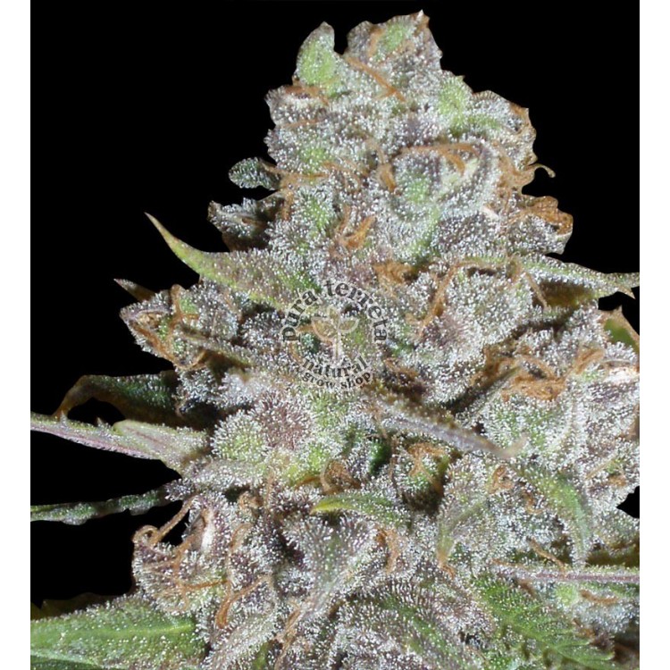 La Diva Auto Delicious Seeds