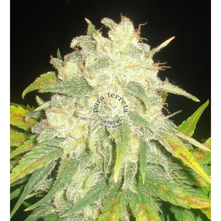 Il Diavolo Auto Delicious Seeds
