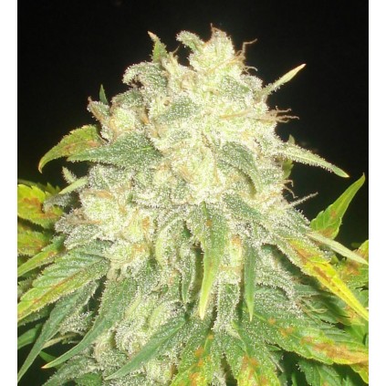 Il Diavolo Auto Delicious Seeds