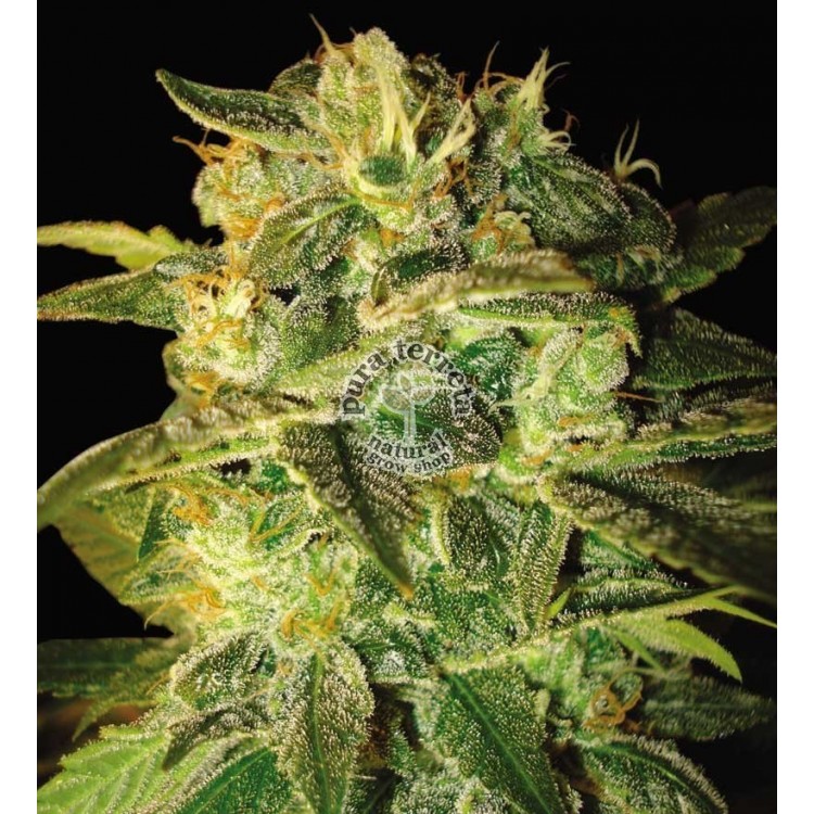 Sugar Mango Ryder Auto World of Seeds