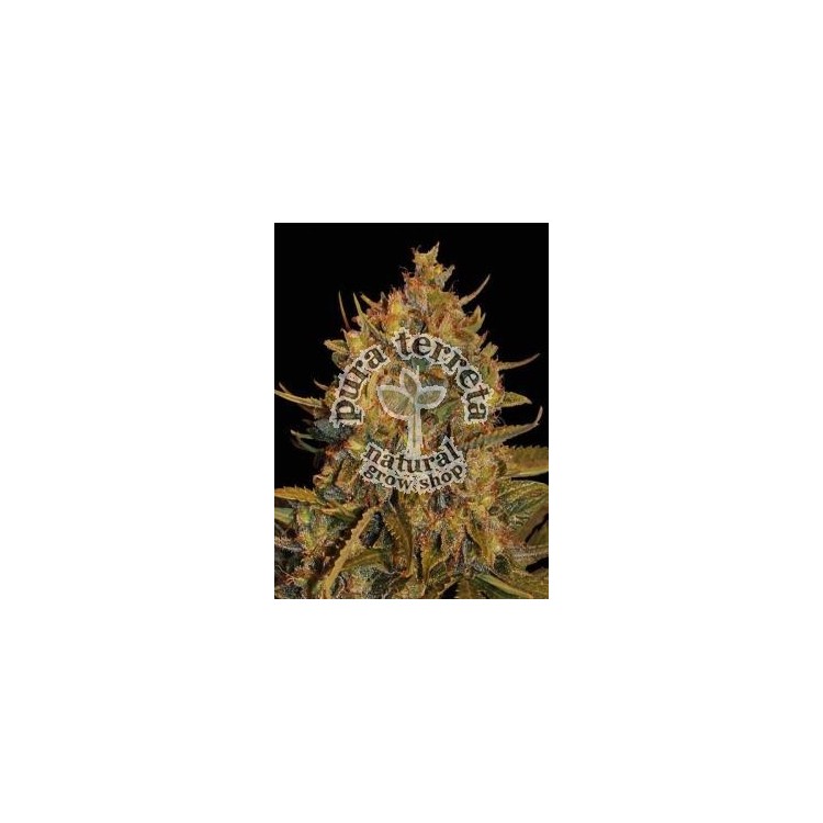 Northern light x big Auto World of Seeds 