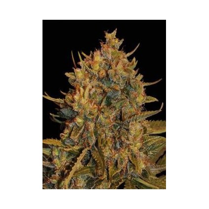 Northern light x big Auto World of Seeds 