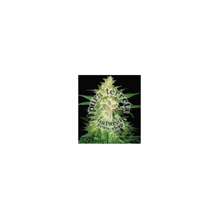 Sweet Coffee Ryder Auto World of Seeds 