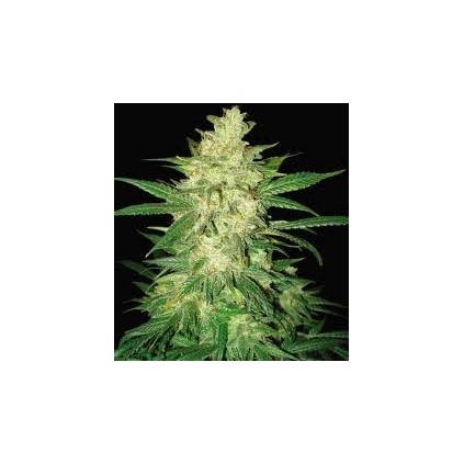 Sweet Coffee Ryder Auto World of Seeds 