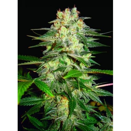 Afghan Kush Ryder Auto World of Seeds 