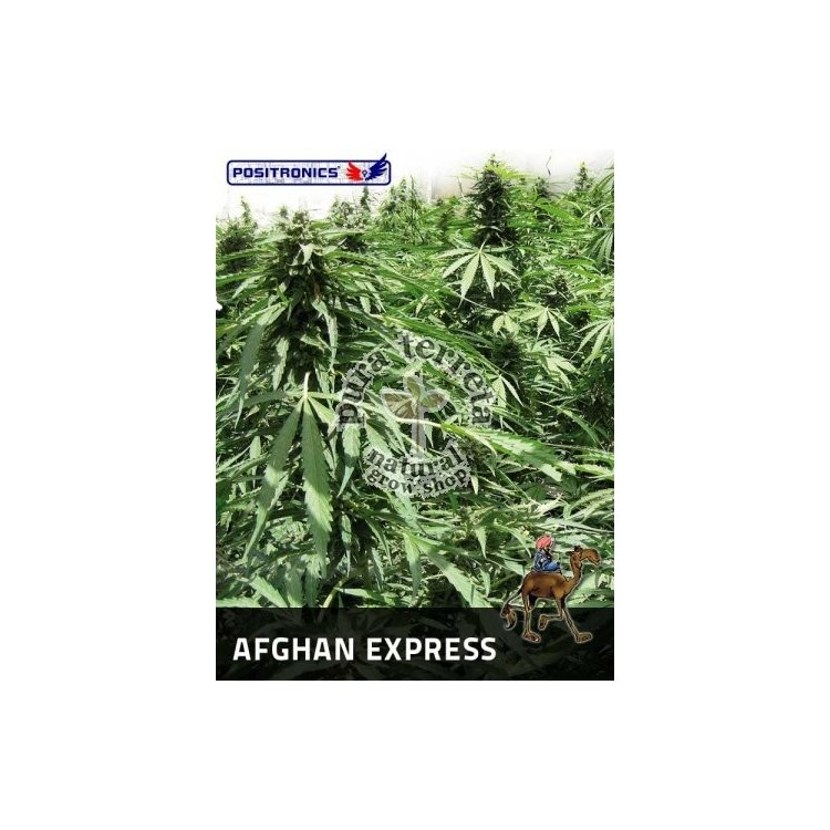 Afghan Express Auto Positronics Semillas