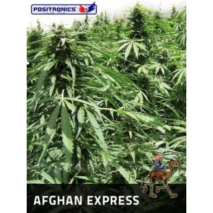 Afghan Express Auto Positronics Semillas
