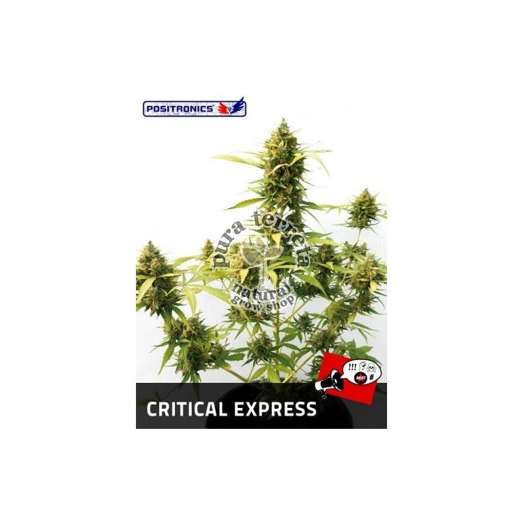 Critical Express Auto Positronics Semillas