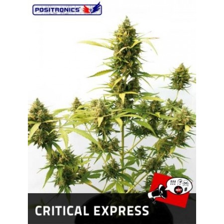 Coleccionista Express Auto Positronics