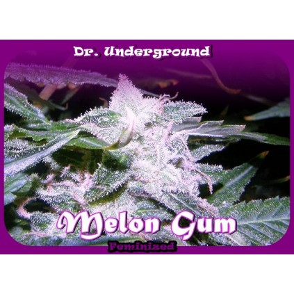 Melon Gum Dr. Underground Semilla