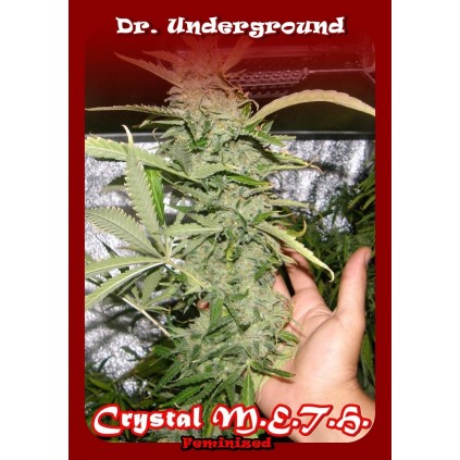 Crystal Meth Dr. Underground Semilla