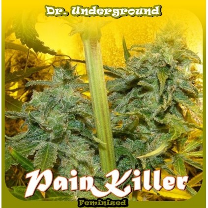 Paint Killer Dr. Underground Semilla