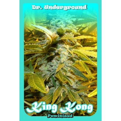 King Kong Dr. Underground 