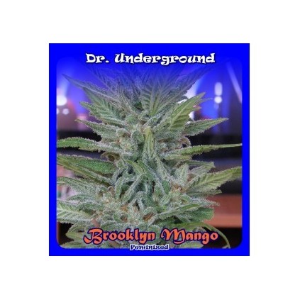 Brooklyn Mango Dr. Underground