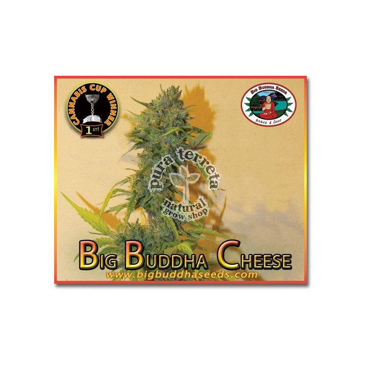 Big Buddha Cheese. Big Buddha Seeds
