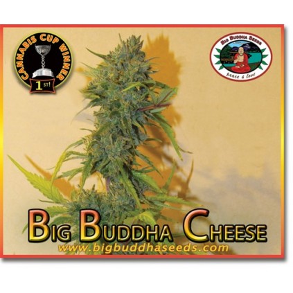 Big Buddha Cheese. Big Buddha Seeds