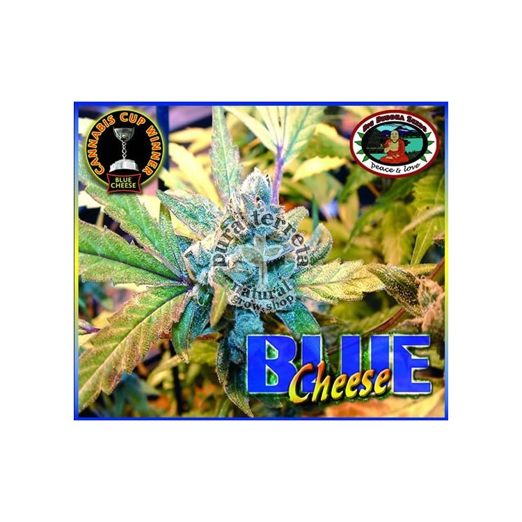 Blue Cheese. Big Buddha Seeds. Semillas