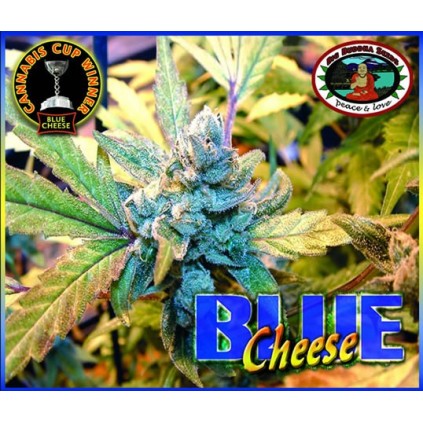Blue Cheese. Big Buddha Seeds. Semillas