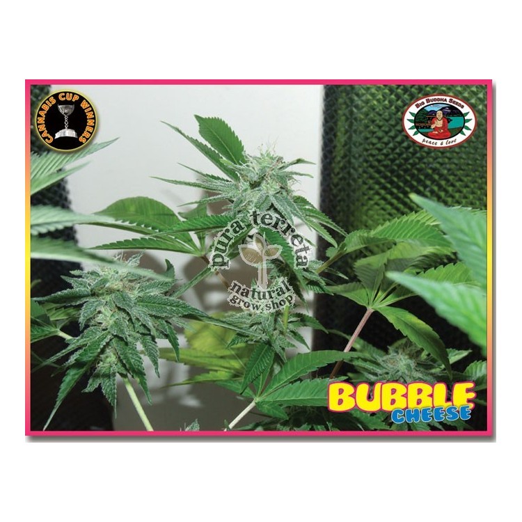 Bubble Cheese. Big Buddha Seeds. Semillas