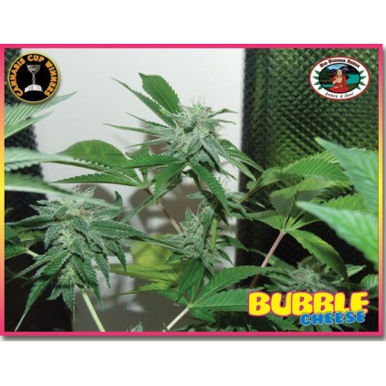 Bubble Cheese. Big Buddha Seeds. Semillas